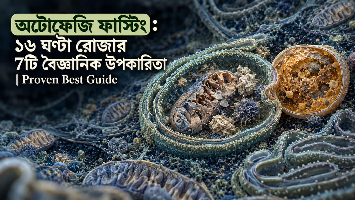 কোষের ভেতরে অটোফ্যাগোসোম ও লাইসোসোমের মাধ্যমে কোষীয় উপাদান পুনর্ব্যবহারের ধারণামূলক ত্রিমাত্রিক চিত্র।